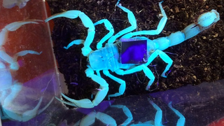 The Claws Of This Cyborg Scorpion Can Be Controlled Remotely